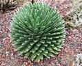 Mexican Noa , royal agave